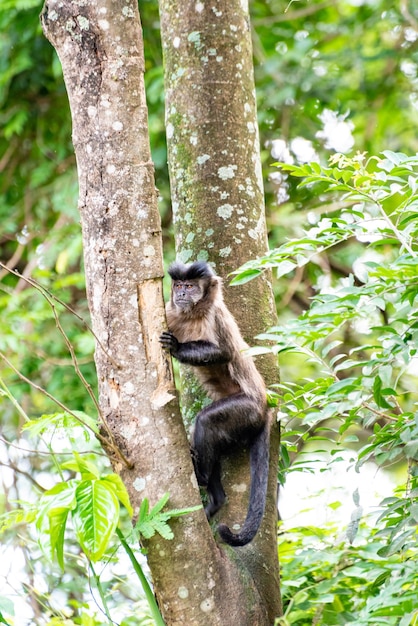 Aap kapucijnaap in een bos in Brazilië tussen bomen in selectieve aandacht voor natuurlijk licht