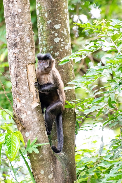 Aap kapucijnaap in een bos in Brazilië tussen bomen in selectieve aandacht voor natuurlijk licht