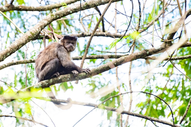 Aap kapucijnaap in een bos in Brazilië tussen bomen in selectieve aandacht voor natuurlijk licht