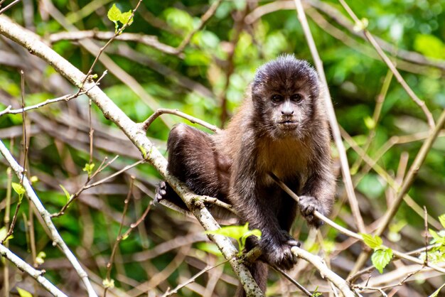 Aap kapucijnaap in een bos in Brazilië tussen bomen in selectieve aandacht voor natuurlijk licht