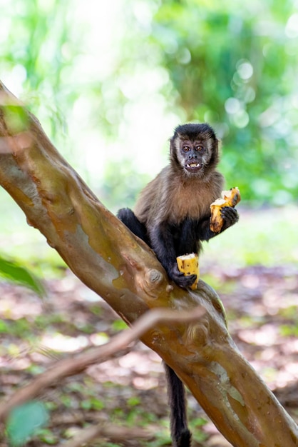 Aap kapucijnaap in een bos in Brazilië tussen bomen in selectieve aandacht voor natuurlijk licht