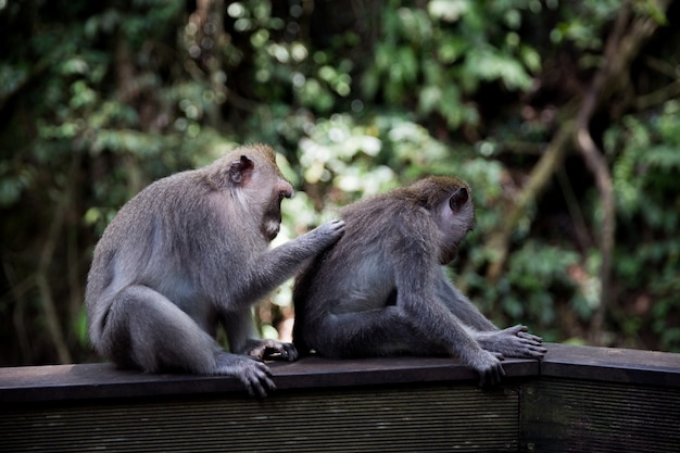 Aap met lange staart zit op betonnen muur in het sacred monkey forest in bali, ubud