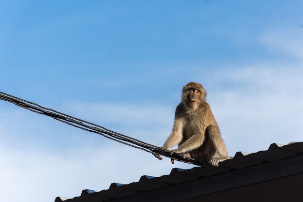 Foto aap op het dak