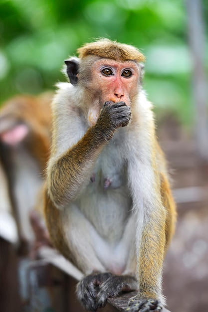 Aap op het eiland Sri Lanka in het wild