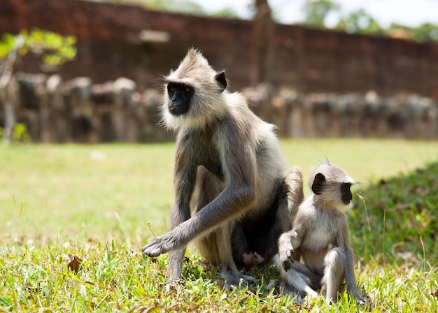 Foto aap op sri lanka