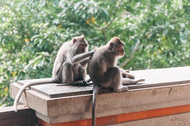 Foto aap twee in het bos ubud bali indonesië. apen krabben elkaars rug.