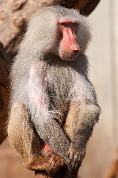 Aap zittend op een boomstam in een dierentuin