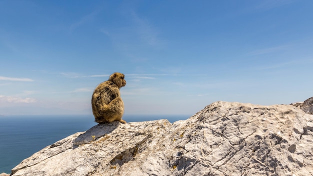 Aap zittend op een rots in Gibraltar