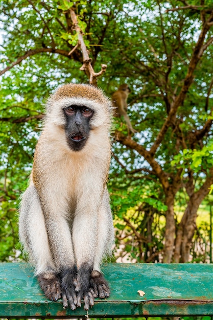 Aap zittend op het metalen hek in Tanzania