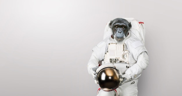 Aapastronaut in een ruimtepak met een helm staat op een witte achtergrond. Ruimtevaarder chimpansee, concept. Primair en ontwikkeling.