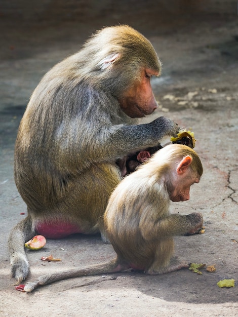 Aapbaviaan hamadryl met baby die groenten eet