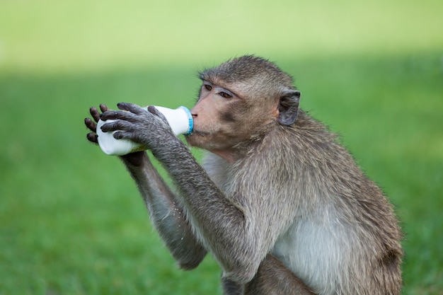 Aapconsumptiemelk in het park in zonnige dag