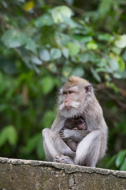 Aapfamilie bij heilig aapbos Ubud Bali Indonesië