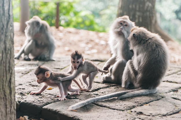 Aapfamilie met weinig baby in bosubud bali indonesië