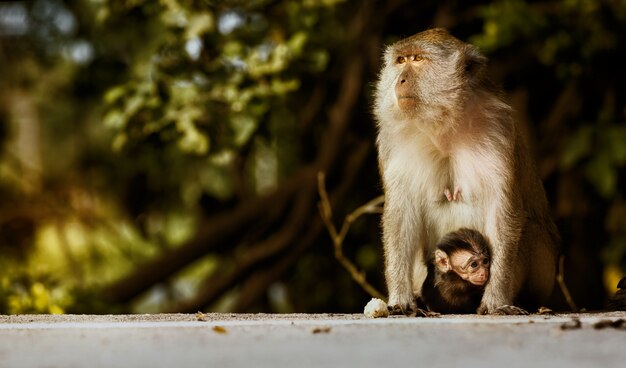 Aapmoeder en haar baby in de natuur, Macaca fascicularis (krabetende of makaak met lange staart).