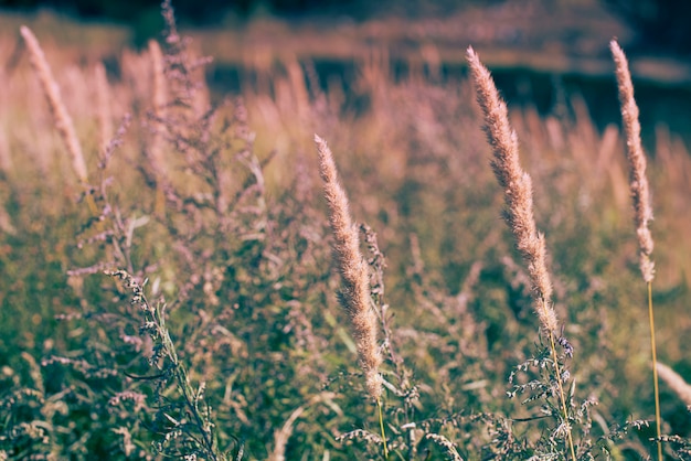 Aar en groen gras op vage achtergrond oude steenmuur.