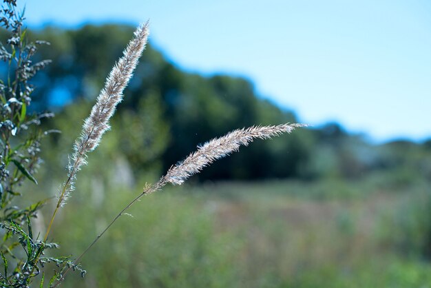 Aar en groen gras op vage achtergrond oude steenmuur.