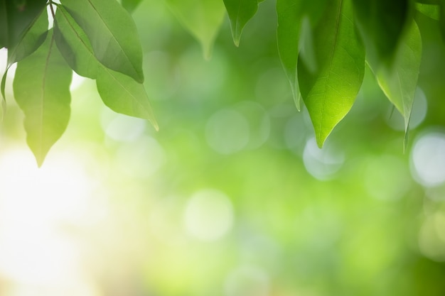 Aard groen blad op vage groenachtergrond onder zonlicht met exemplaarruimte.