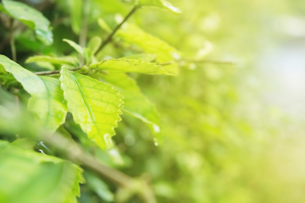 Foto aard van close-up de groene bladeren en de zonlichtaard.