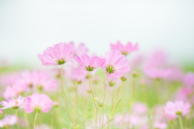 Aard van de bloem die wordt gebruikt als achtergrond voor de lente-zomervoorpagina