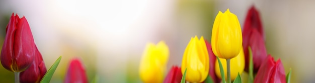 Foto aard van de bloem die wordt gebruikt als achtergrond voor de lente-zomervoorpagina