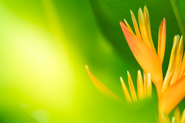Aard van de bloem die wordt gebruikt als achtergrond voor de lente-zomervoorpagina
