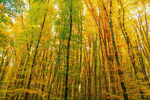 Aard van de herfst bos bos natuur in de herfst seizoen seizoensgebonden natuur in de herfst bos