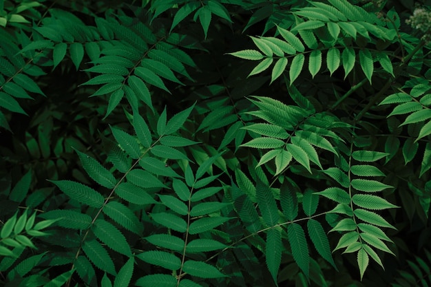Aard van groen blad in de tuin in de zomer Natuurlijke groene bladeren planten gebruiken als lente achtergrond voorblad groen milieu ecologie behang