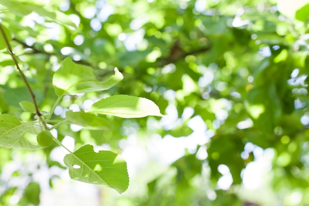 Aard van groen blad in de tuin in de zomer Natuurlijke groene bladeren planten gebruiken als lente achtergrond voorblad milieu ecologie of groen behang