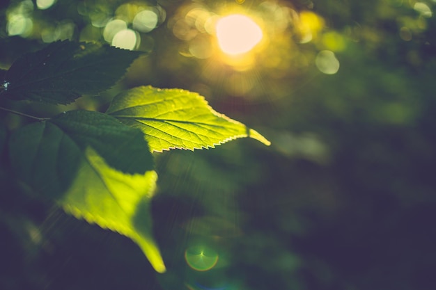 Aard van groen blad in de tuin in de zomer onder zonlicht. Natuurlijke groene bladeren planten gebruiken als lente