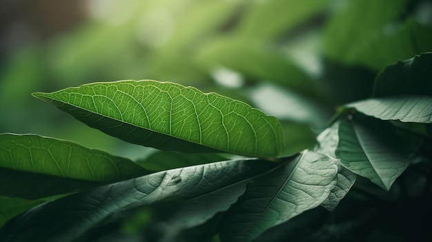 Aard van groen blad in de tuin in de zomer