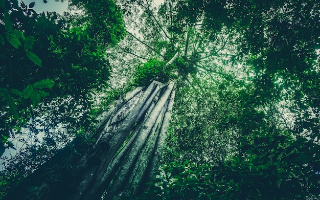 Aard van groen bos, tropisch bos in groene filter