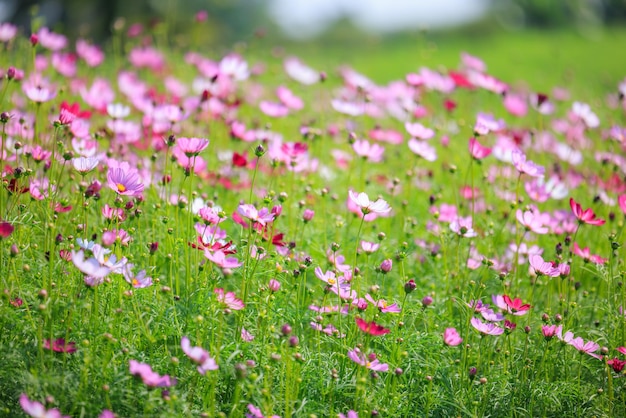 Aard van roze bloemkosmos in tuin voor achtergrondsamenvatting