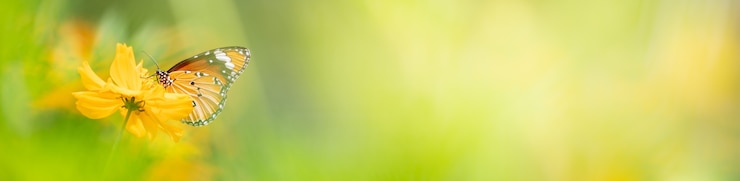 Foto aard van vlinder en bloem in de tuin met als achtergrond vlinders dag voorblad of banner sjabloon brochure bestemmingspagina behang ontwerp