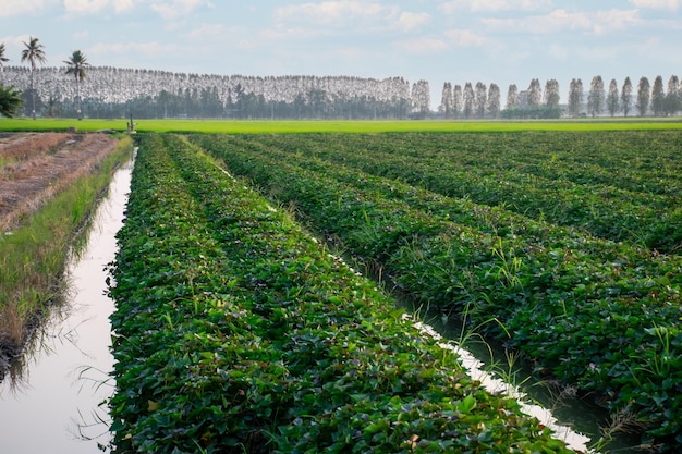 Foto aard van zoete aardappelen plantage yam landbouw