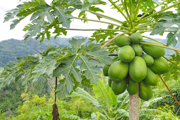 Aard verse groene papaja op boom met vruchten in aardlandschap