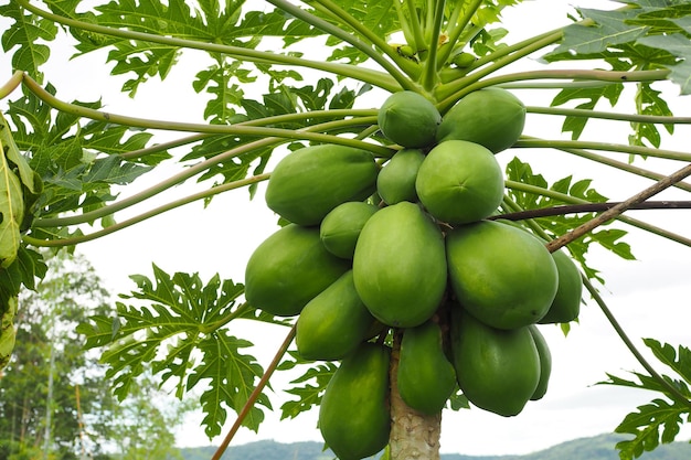 Foto aard verse groene papaja op boom met vruchten in aardlandschap