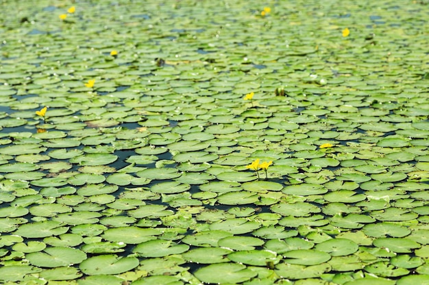 Aardachtergrond met groene bladeren en bloemen van waterlelies op oppervlakte van water natuurlijke textuur