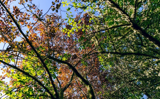 Aardachtergrond van boombladeren van bodem tegen blauwe hemel kleurrijke aardachtergrond