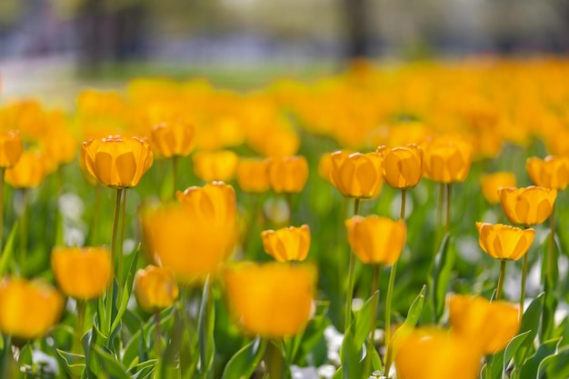 Aardachtergrond van mooie gele tulpenbloem in de lentesereniteit en eenzaamheid inspirerend