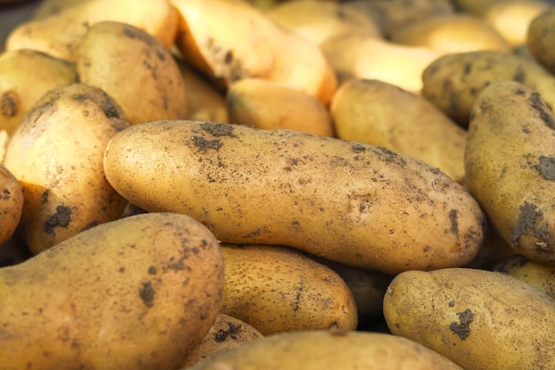 aardappel knollen. het oogsten en telen van aardappelen concept