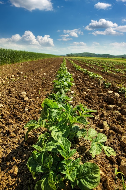 Foto aardappel veld