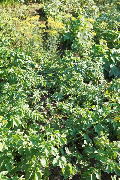 Aardappelbedden in de tuin