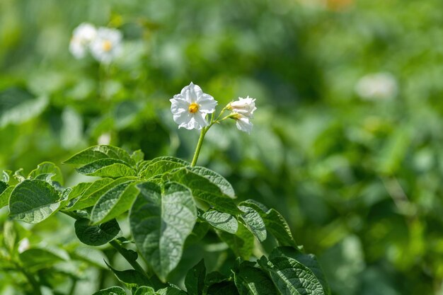 Aardappelbloem in de tuin