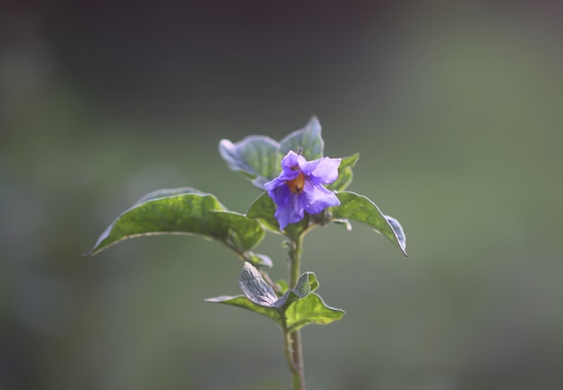 Aardappelbloemen die op landbouwgebied bloeien