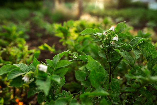 Aardappelbloemen in de bedden Landbouw tuinieren moestuin