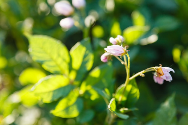 Aardappelbloemen in groene tuin