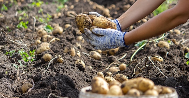 Aardappelen geteeld in zijn tuin De boer houdt groenten in zijn handen Voedsel selectieve focus