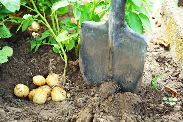 Aardappelen graven over aarde in de tuin