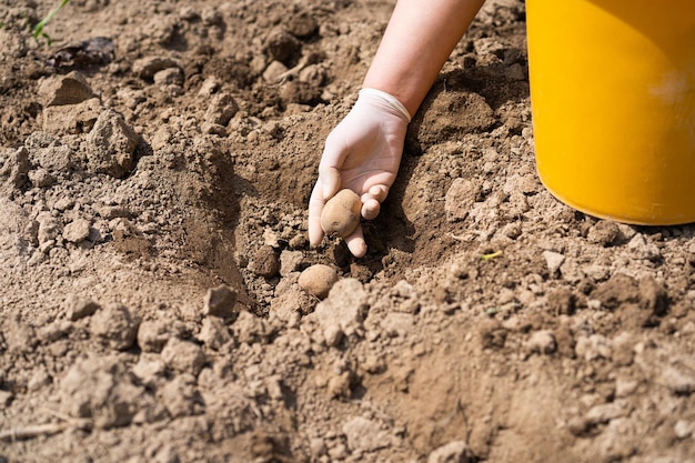 Aardappelen in de grond planten een vrouw die in het vroege voorjaar aardappelen in de grond plant Voorbereiding in het vroege voorjaar voor het tuinseizoen Aardappelknollen zijn klaar om in de grond geplant te worden